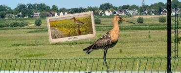 35 grutto Verkade album lente