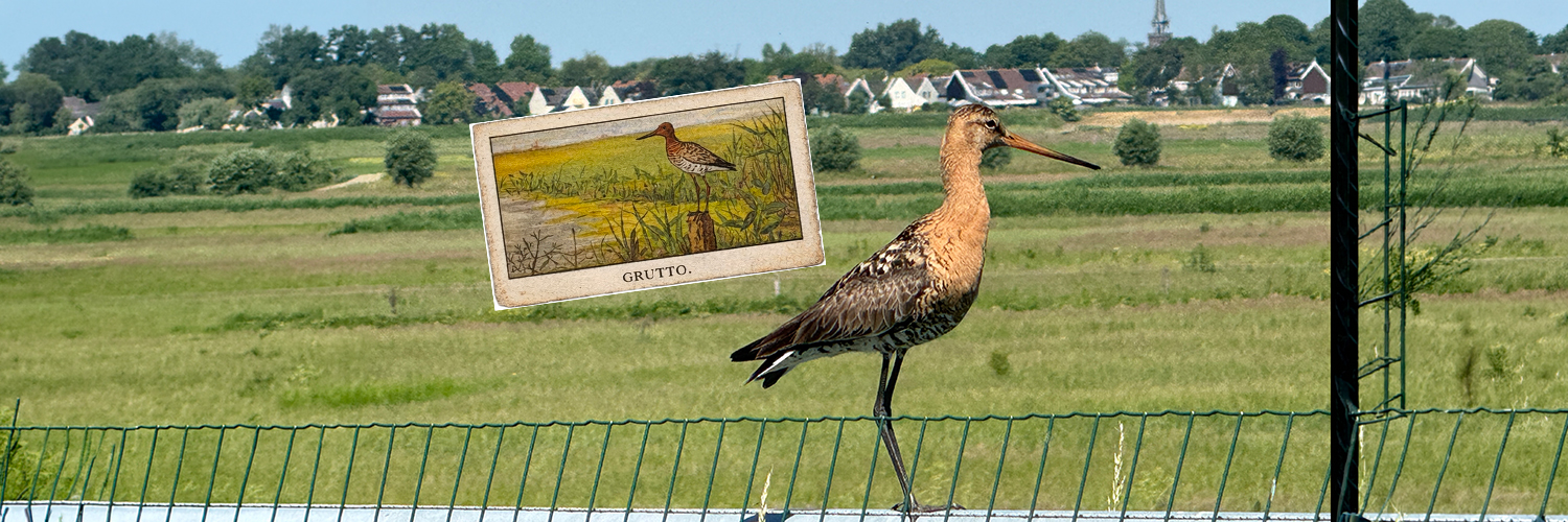 35 grutto Verkade album lente