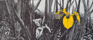 Vaart en duin header h5 Verkade album `thijsse
