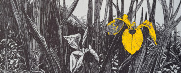 Vaart en duin header h5 Verkade album `thijsse