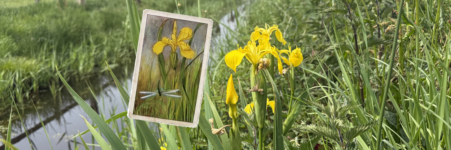 118 gele lis header verkade lente