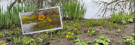 69_dotterbloem verkade lente