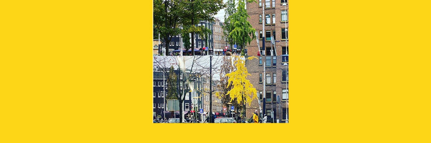 ginkgo javaplein burkunk