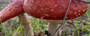 Vliegenzwam 112_47 header