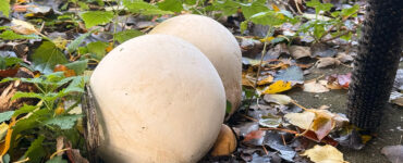 reuzenbovist header burkunk