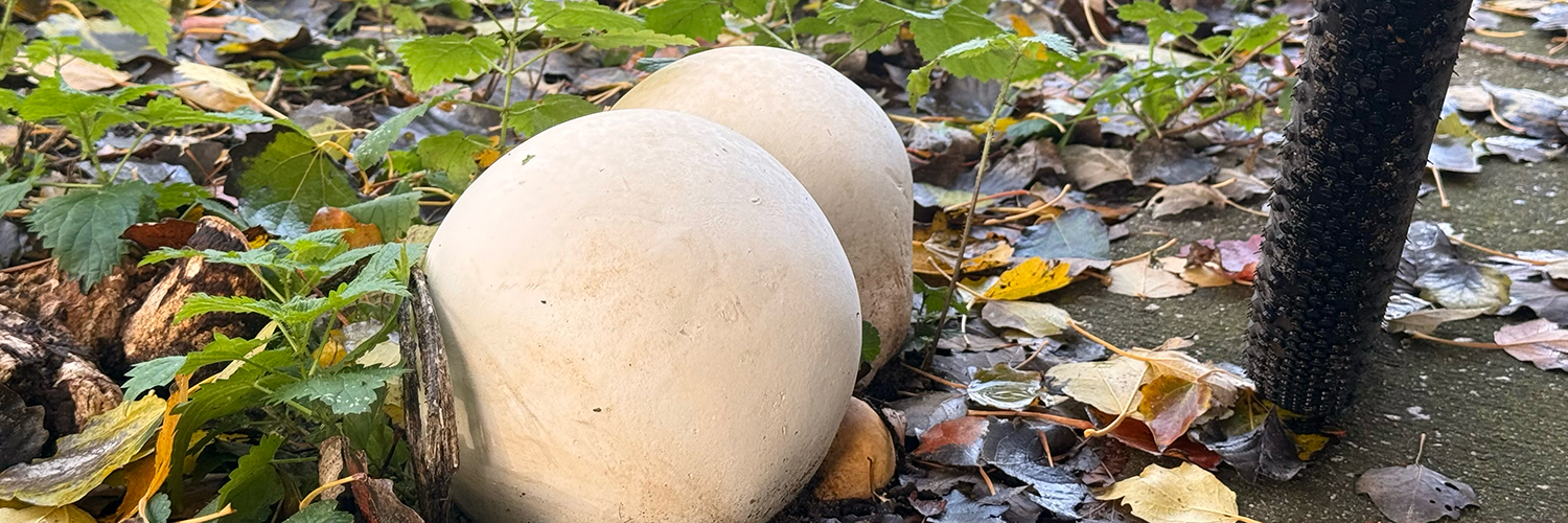 reuzenbovist header burkunk