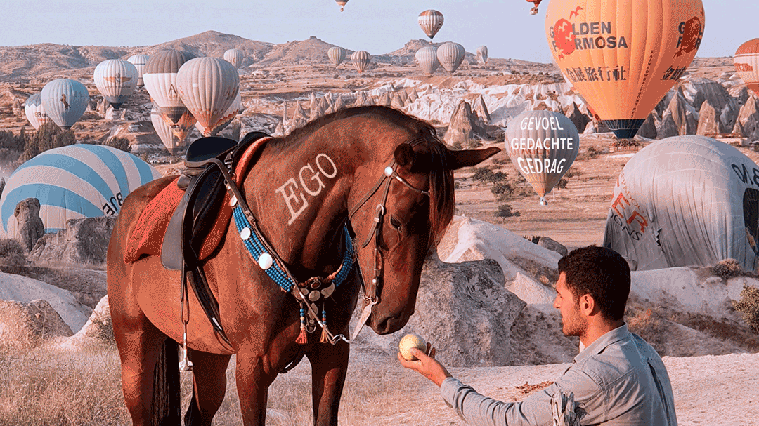 Hold your horses
