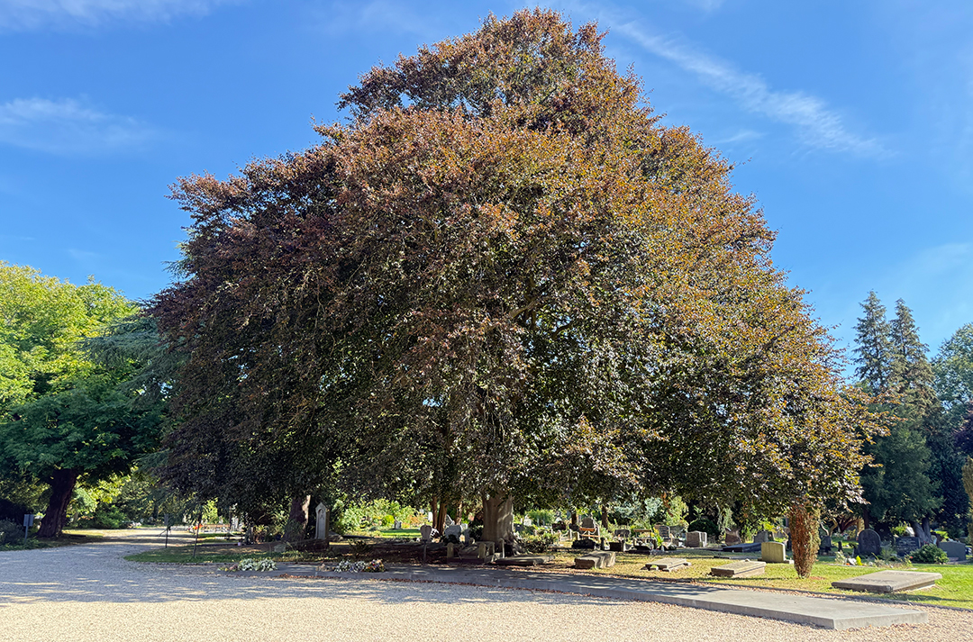 De rode beuk op de Nieuwe Oosterbegraafplaats