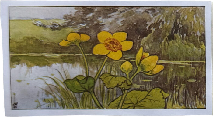 069. Dotterbloem