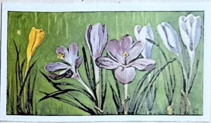 027. Crocusjes