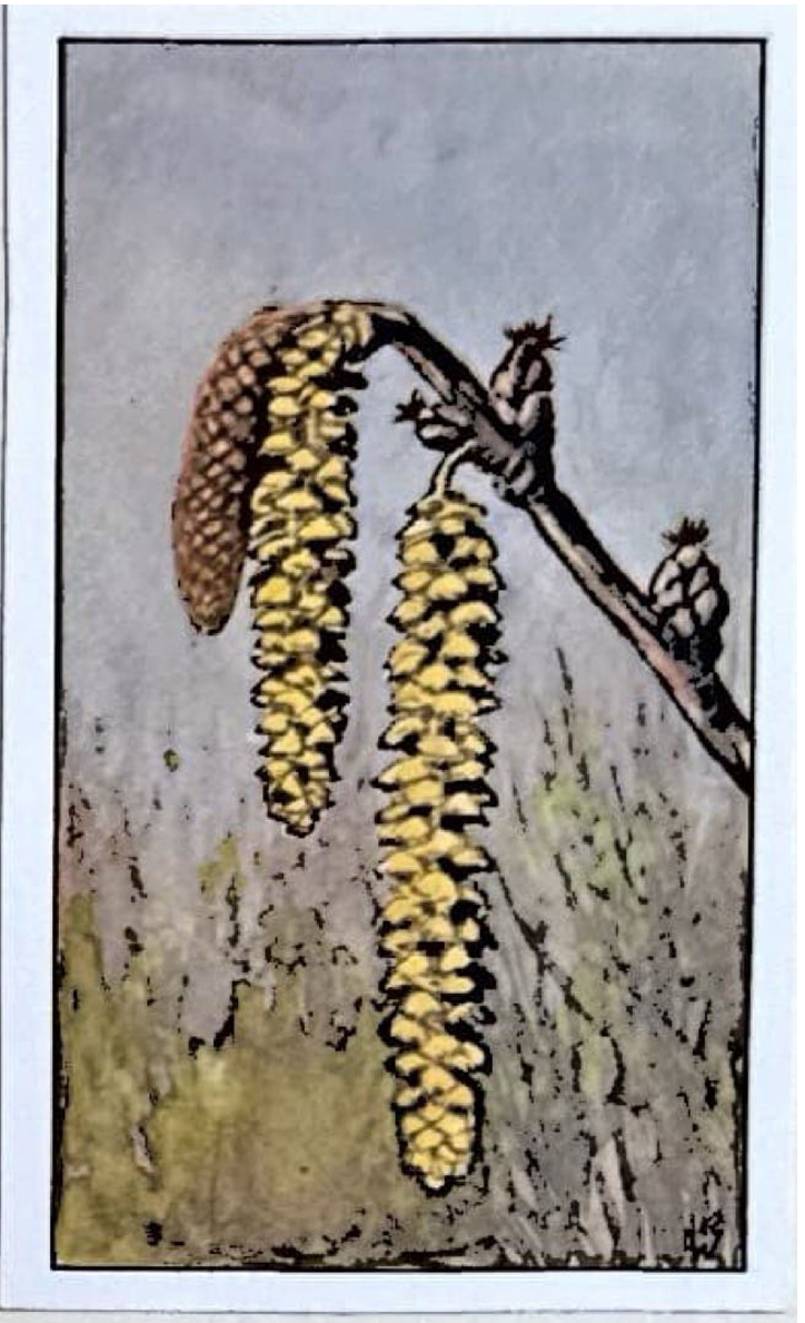 013. Hazelaarkatjes