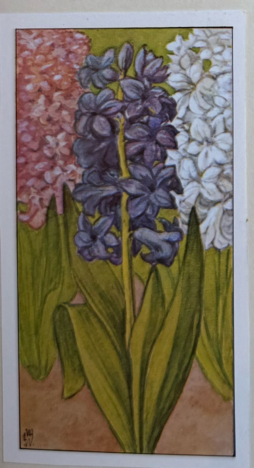 016. Hyacynthen