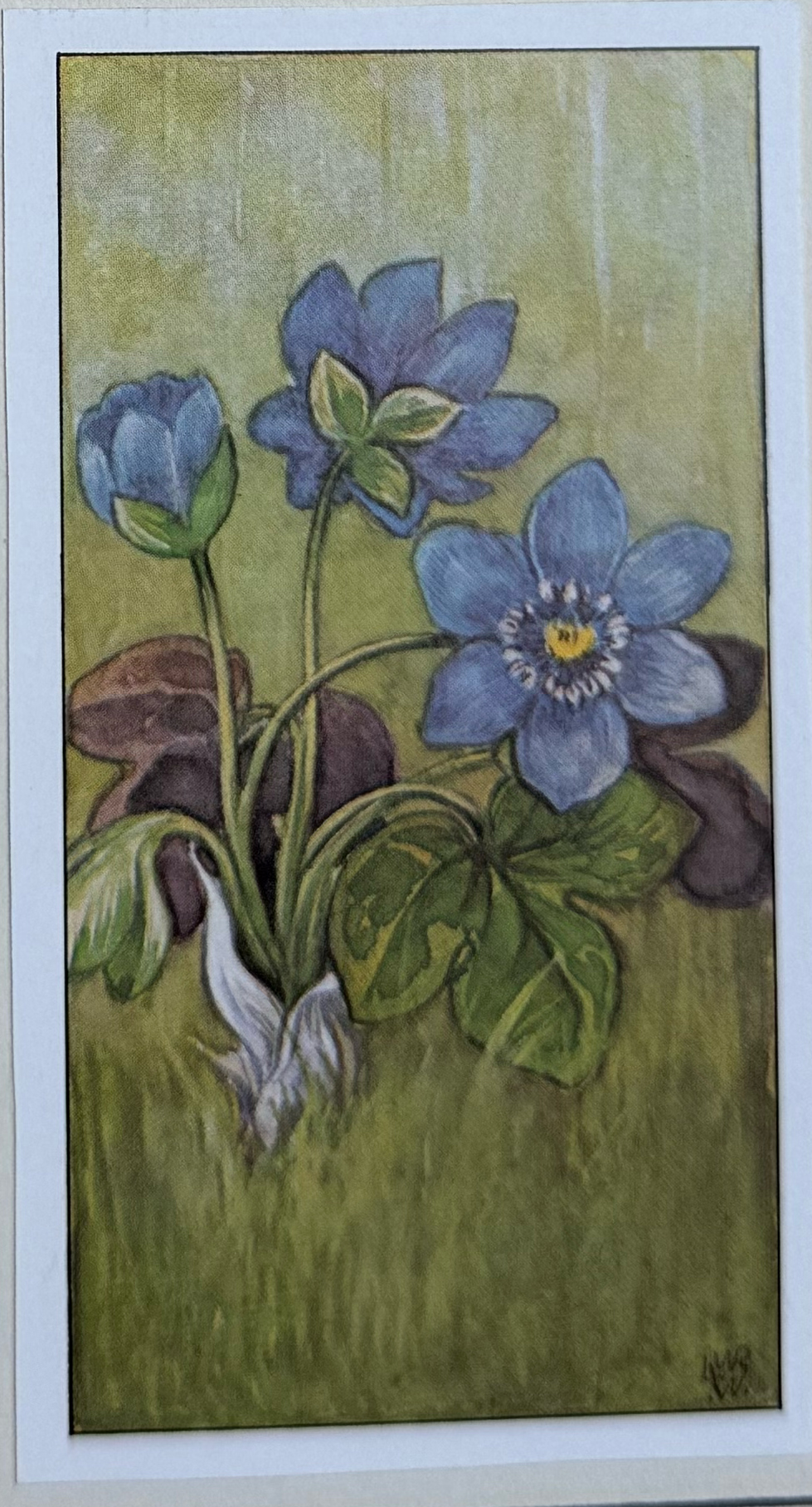 017. Leverbloempjes
