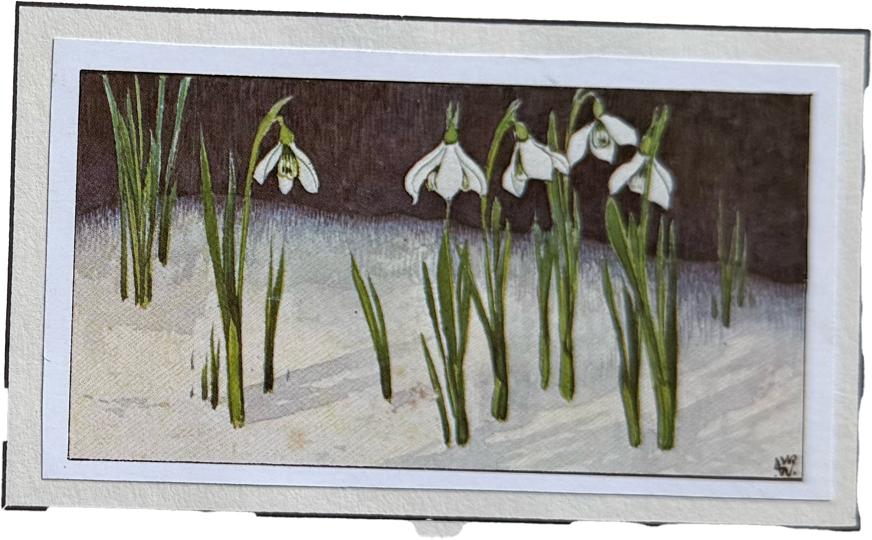 028. Sneeuwklokjes