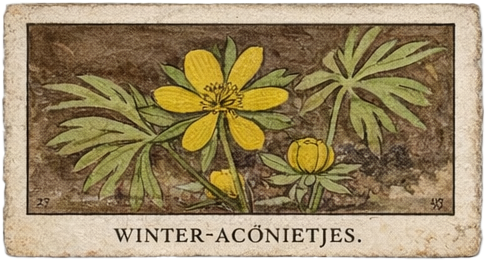 029. Winteraconietjes